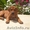 Родезийский риджбек - продаются щенки риджбека #2817