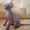 Очаровательные котята донского сфинкса #16628