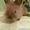 Декаротивный кролик - Изображение #3, Объявление #27463