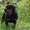 Элитные щенки ротвейлера - Изображение #2, Объявление #95652