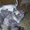 Британские котята шоу класса редкого окраса  - Изображение #7, Объявление #134453