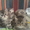Гималайские и экзотические котята - Изображение #4, Объявление #134995