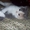 Британские котята шоу класса редкого окраса  - Изображение #1, Объявление #134453