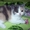 Британские котята шоу класса редкого окраса  - Изображение #2, Объявление #134453