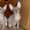 Котята Доского сфинкса - Изображение #1, Объявление #139695