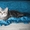 Шотландские вислоухие котята и страйты, черный мрамор на серебре и белый - Изображение #3, Объявление #300781