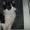 симпатичный котенок в дар - Изображение #2, Объявление #292197