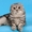 Шотландский вислоухий кот, черный мрамор на серебре - Изображение #3, Объявление #300780