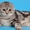 Шотландский вислоухий кот,  черный мрамор на серебре #300780