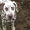Далматина щенки - Изображение #1, Объявление #331125