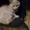 Котята ангорки,богатка,персиковый котик - Изображение #3, Объявление #446101