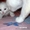 Котята ангорки, богатка, персиковый котик #446101