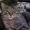Найден серый, полосатый кот - Изображение #1, Объявление #554784