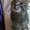 Найден серый, полосатый кот - Изображение #3, Объявление #554784