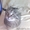 Найден серый, полосатый кот - Изображение #10, Объявление #554784