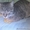Найден серый, полосатый кот - Изображение #8, Объявление #554784