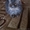 продаётся персидский котик экстремального типа