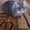 продаётся персидский котик экстремального типа - Изображение #3, Объявление #526688