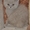 котята  британские - Изображение #1, Объявление #563223