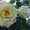 Саженцы многолетних чайно-гибридных роз - Изображение #5, Объявление #611812