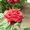 Саженцы многолетних чайно-гибридных роз - Изображение #8, Объявление #611812