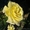 Саженцы многолетних чайно-гибридных роз #611812
