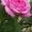 Саженцы многолетних чайно-гибридных роз - Изображение #3, Объявление #611812