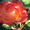 Саженцы многолетних чайно-гибридных роз - Изображение #4, Объявление #611812