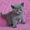 Британские котята, - Изображение #1, Объявление #643174