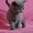 Британские котята, - Изображение #3, Объявление #643174