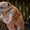 Высокопородные щенки чихуахуа - Изображение #3, Объявление #789162