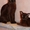 Котята европейской бурмы (окрас соболь) - Изображение #2, Объявление #739454