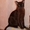 Котята европейской бурмы (окрас соболь) - Изображение #1, Объявление #739454