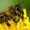 Пчелы,  пчелопакеты,  пчелосемьи,  отводки #1539176