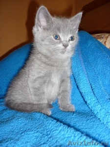 продам короткошерстного британского котенка - Изображение #1, Объявление #41504
