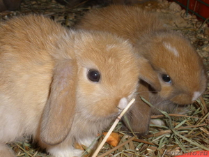 Карликовй кролик порода вислоухий баран - Изображение #1, Объявление #63409
