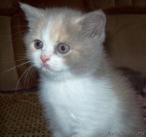 Британские котята шоу класса редкого окраса  - Изображение #6, Объявление #134453