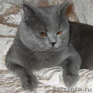 Британский плюшевый кот, голубого окраса приглашает красивых кошек на вязку, опы - Изображение #1, Объявление #119506