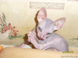 Котята Доского сфинкса - Изображение #2, Объявление #139695
