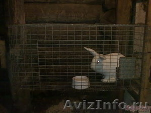 продам кролико-ферму - Изображение #4, Объявление #173136