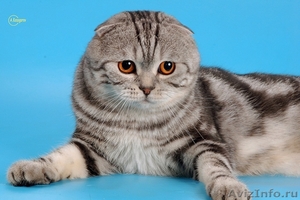 Шотландский вислоухий кот, черный мрамор на серебре - Изображение #1, Объявление #300780