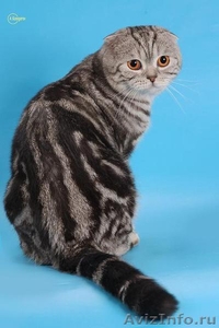 Шотландский вислоухий кот, черный мрамор на серебре - Изображение #2, Объявление #300780
