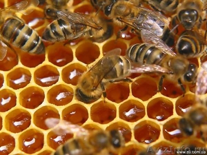 Продажа натурального мёда - Изображение #1, Объявление #335906