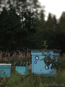 Мёд и продукты пчеловодства - Изображение #1, Объявление #345629