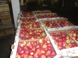 Продаем яблоки Джанатан oптом - Изображение #1, Объявление #416619