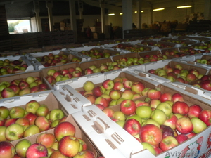 Продаем яблоки Джанатан oптом - Изображение #2, Объявление #416619