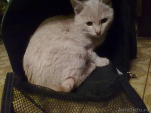 Котята ангорки,богатка,персиковый котик - Изображение #3, Объявление #446101