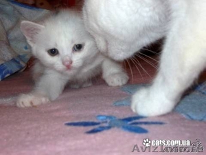 Котята ангорки,богатка,персиковый котик - Изображение #1, Объявление #446101