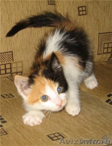 Котята ангорки,богатка,персиковый котик - Изображение #2, Объявление #446101