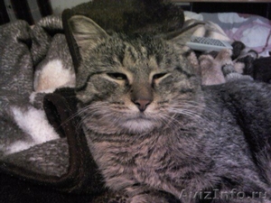 Найден серый, полосатый кот - Изображение #1, Объявление #554784